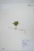 藏品(密葉卷柏)的圖片