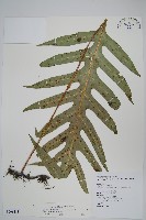 藏品(海岸星蕨)的圖片