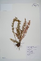 藏品(密毛蒿蕨)的圖片