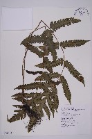 藏品(排灣三叉蕨)的圖片