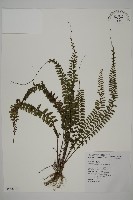 藏品(鞭葉鐵線蕨)的圖片