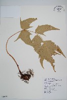 藏品(細齒貫眾蕨)的圖片