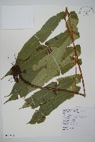 藏品(大頂羽鱗毛蕨)的圖片