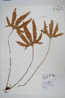 藏品(槭葉石葦)的圖片