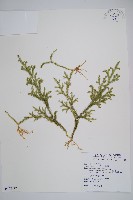 藏品(過山龍)的圖片