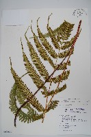 藏品(傅氏鳳尾蕨)的圖片