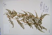 藏品(烏蕨)的圖片