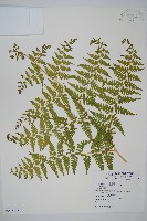 藏品(熱帶鱗蓋蕨)的圖片