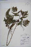 藏品(落鱗鱗毛蕨)的圖片