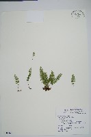 藏品(日本鱗始蕨)的圖片