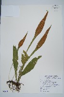 藏品(萊氏線蕨)的圖片