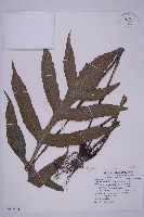 藏品(翅柄三叉蕨)的圖片