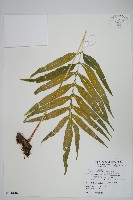 藏品(大線蕨)的圖片