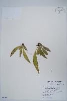 藏品(臺灣車前蕨)的圖片