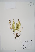 藏品(臺灣耳蕨)的圖片