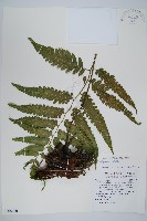 藏品(廣葉鋸齒雙蓋蕨)的圖片