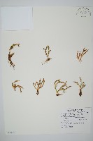 藏品(相馬氏石杉)的圖片