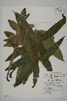 藏品(翅柄三叉蕨)的圖片