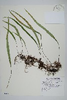 藏品(瓦葦)的圖片