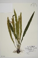 藏品(劍葉鐵角蕨、箭葉鐵角蕨)的圖片