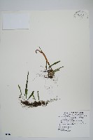 藏品(擬芨瓦葦)的圖片