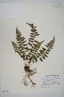 藏品(宿蹄蓋蕨)的圖片