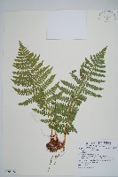 藏品(擬岩蕨)的圖片