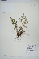 藏品(長柄粉背蕨)的圖片