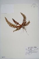 藏品(針葉耳蕨)的圖片