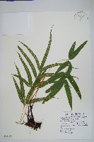 藏品(日本鳳尾蕨)的圖片