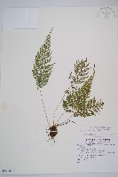 藏品(三回蹄蓋蕨)的圖片