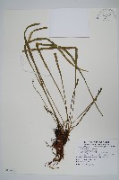 藏品(書帶蕨)的圖片