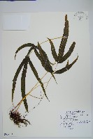 藏品(日本鳳尾蕨)的圖片