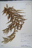 藏品()的圖片