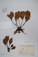 藏品(車前蕨)的圖片