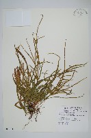 藏品(狹葉鳳尾蕨)的圖片