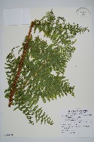 藏品(柄囊蕨)的圖片