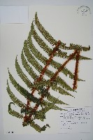 藏品(瓦氏鱗毛蕨)的圖片