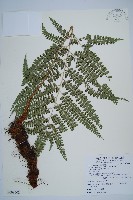 藏品(斜方複葉耳蕨)的圖片