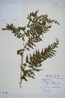 藏品(川上氏雙蓋蕨)的圖片