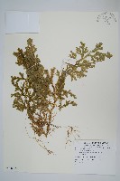 藏品(生根卷柏)的圖片