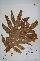 藏品(尖裂假瘤蕨)的圖片