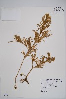 藏品(過山龍)的圖片