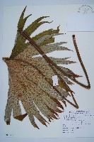 藏品(雙扇蕨)的圖片