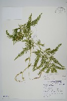 藏品(全緣卷柏)的圖片