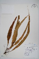 藏品(粵瓦葦)的圖片