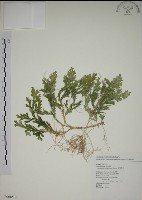 藏品(生根卷柏)的圖片