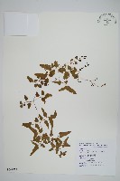 藏品(小葉海金沙)的圖片