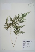 藏品(日本金粉蕨)的圖片