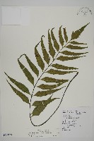 藏品(革葉鐵角蕨)的圖片